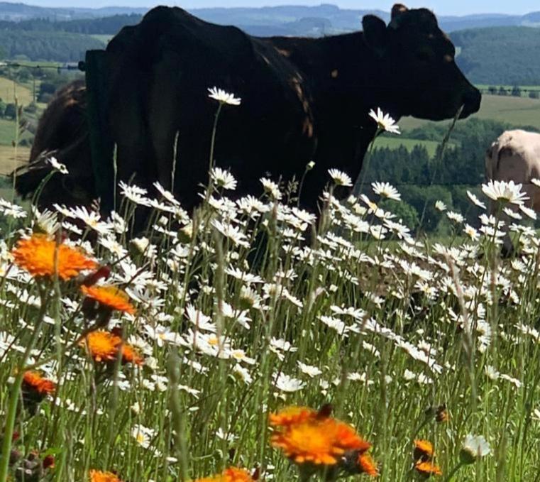 Апартаменти Urlaub Mit Hund Auf Dem Bauernhof Hofswald Euscheid Екстер'єр фото