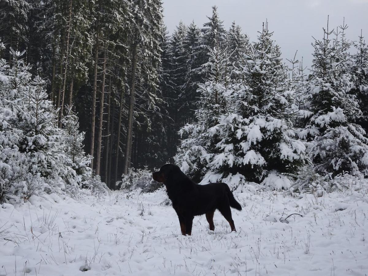 Апартаменти Urlaub Mit Hund Auf Dem Bauernhof Hofswald Euscheid Екстер'єр фото