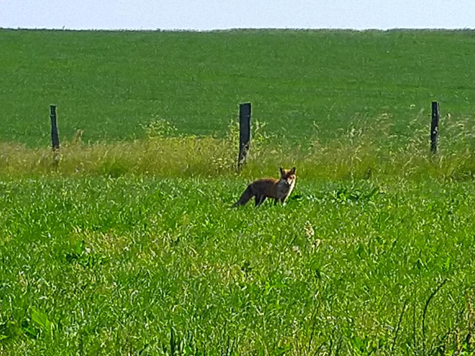 Апартаменти Urlaub Mit Hund Auf Dem Bauernhof Hofswald Euscheid Екстер'єр фото