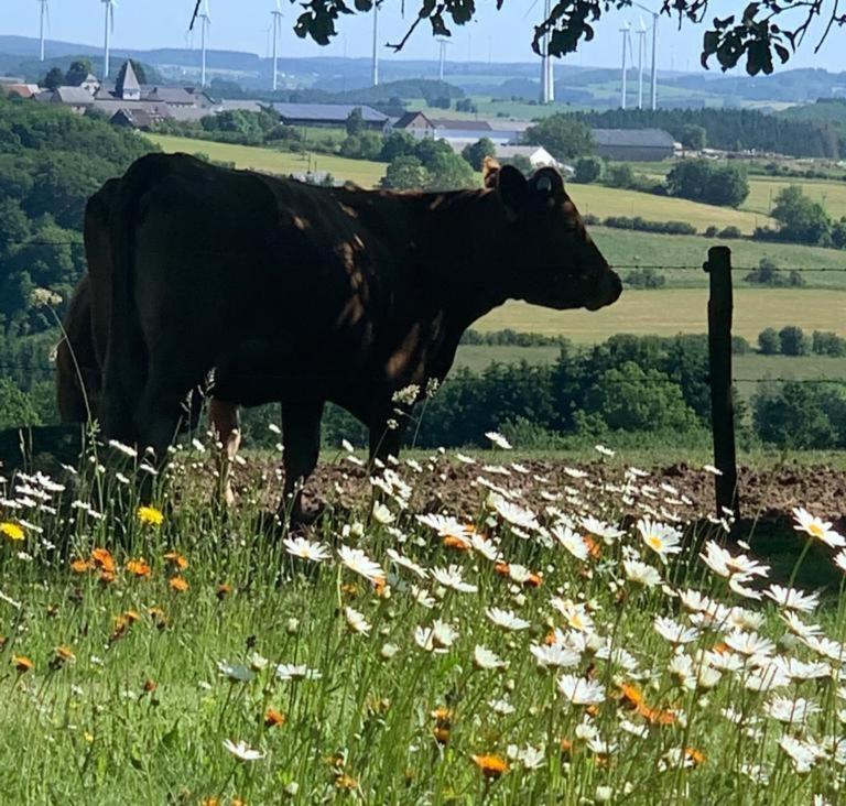 Апартаменти Urlaub Mit Hund Auf Dem Bauernhof Hofswald Euscheid Екстер'єр фото