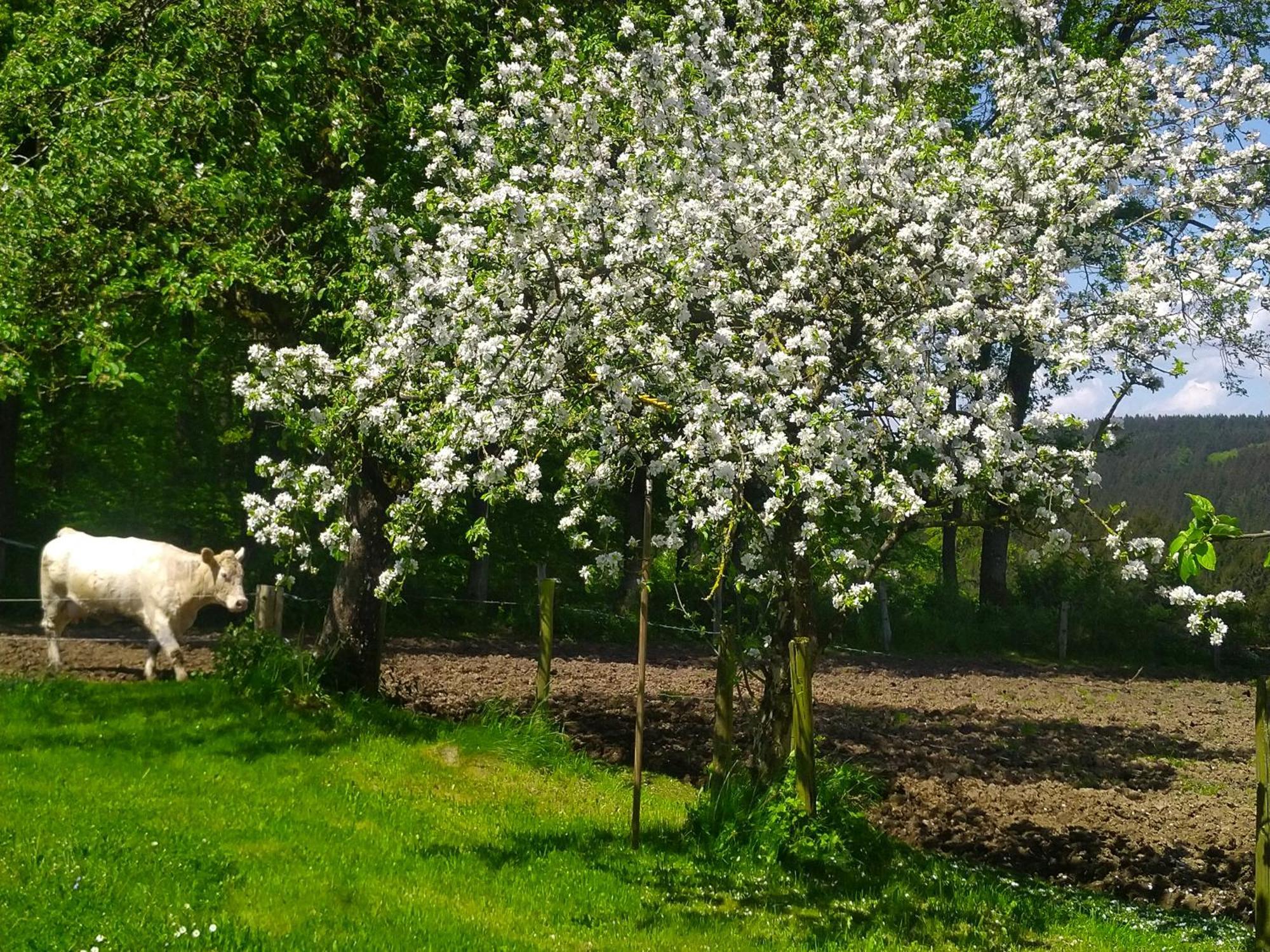 Апартаменти Urlaub Mit Hund Auf Dem Bauernhof Hofswald Euscheid Екстер'єр фото